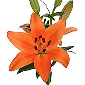 Orange Lilys